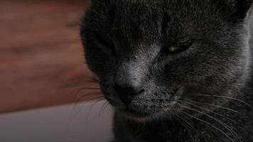 retrato de close-up de gato cinza com olhos amarelos. o gato está cochilando, olhos entreabertos. o focinho de um gato cinza com olhos amarelos, um longo bigode preto, um nariz cinza. foco seletivo. foto