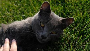 gato fofo cinza está andando na grama verde. close-up focinho de gato com olhos verde-amarelados, um longo bigode branco, nariz cinza e pelagem brilhante. conceito para clínica veterinária. foco seletivo. foto