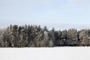 árvores de inverno, floresta foto