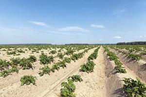 um campo agrícola onde as batatas são cultivadas foto
