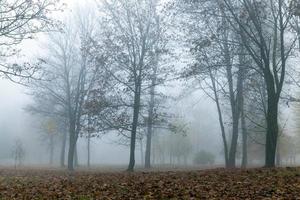 neblina na temporada de outono foto