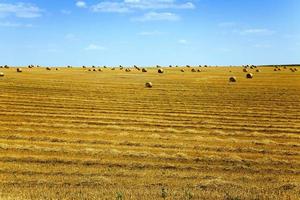 pilha de palha em um campo foto