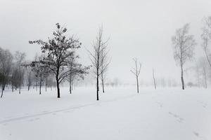 árvores no inverno foto