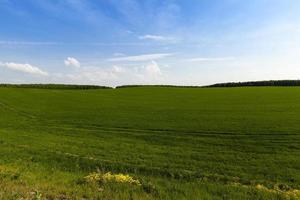 cereais imaturos. campo foto