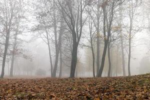 neblina na temporada de outono foto