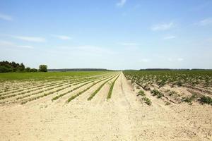 campo com cenoura foto