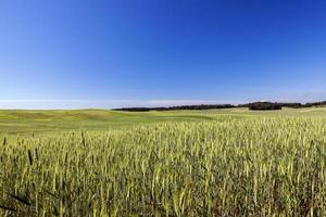 campo com cereais foto