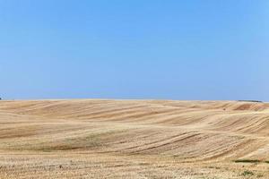 campo agrícola com trigo foto