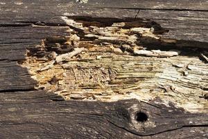 superfície de madeira podre, close-up foto