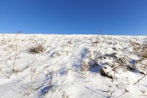 grama coberta de neve foto