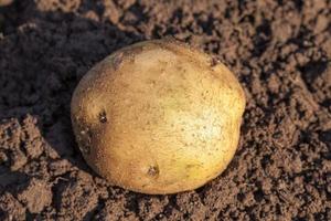 batatas frescas no campo agrícola foto