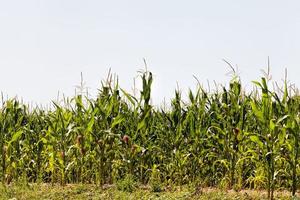 campo agrícola com uma colheita foto