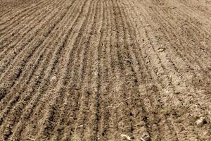 cereais agrícolas produtos de trigo ou centeio foto