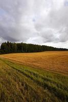 tempo nublado e um campo foto