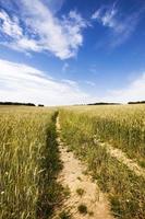 o caminho para um campo foto