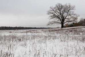 as árvores cobertas de neve, crescendo na estação do inverno foto