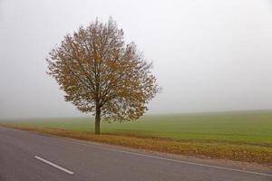 a estrada do outono foto