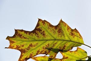 árvores de folha caduca coloridas na floresta de carvalhos foto