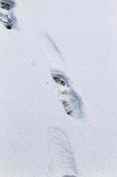 pegadas humanas na neve foto