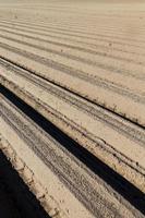 batatas frescas no campo agrícola foto