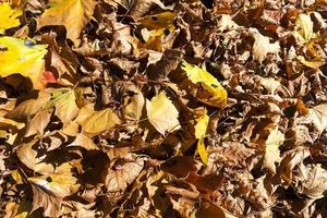 outono europeu, close-up foto