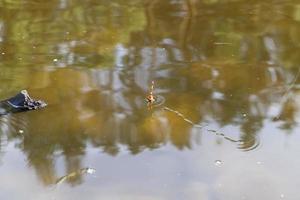 bóia vermelha colada foto