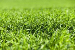 plantas de grama jovem, close-up foto