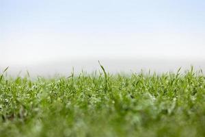 plantas de grama jovem, close-up foto