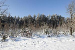 inverno, floresta foto