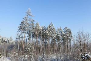 neve flutua no inverno foto