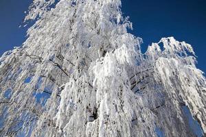 bétula sob a neve foto