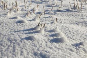 neve deriva na neve do inverno fotografada na temporada de inverno, que apareceu após uma queda de neve. fechar-se, foto