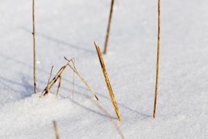 colando caules de neve foto