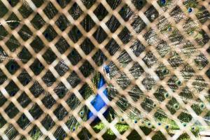 pavão em uma gaiola. foto
