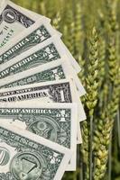 uma pilha de dólar americano, negócios agrícolas foto