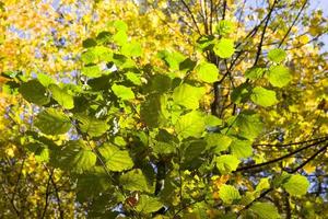 folhagem verde nas árvores no início do outono foto