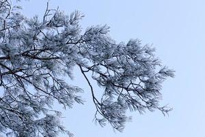 dia de inverno depois de uma queda de neve foto