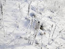 grama coberta de neve e gelo foto
