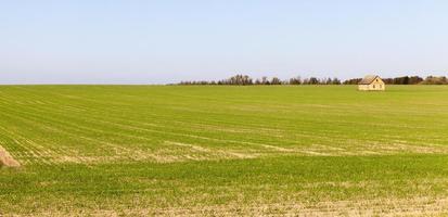 paisagem de verão, campo foto