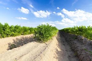 campo agrícola com plantas foto