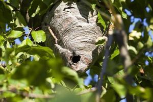 ninho de vespas feito na temporada de verão foto