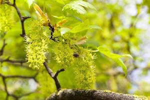 árvores de primavera de perto foto