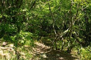 floresta de montanha selvagem e fabulosa com árvores e galhos tortos na criméia montanhosa. foto