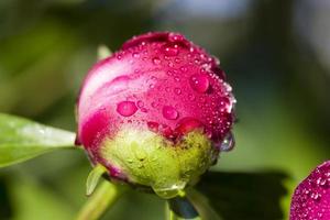 peônia está coberta de gotas foto