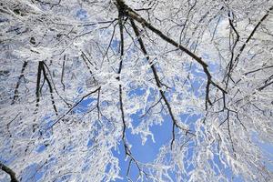 bétulas de folha caduca cobertas de neve foto