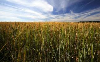 campo agrícola de verão foto