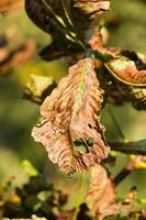 folhas de castanheiro, close-up foto