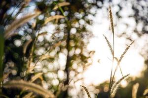 planta campo de capim dourado com retroiluminado pôr do sol outono