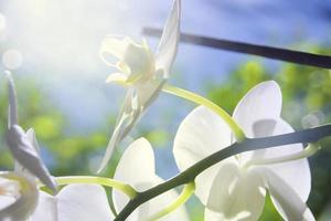 orquídea na luz solar
