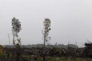 árvores de folha caduca, céu foto